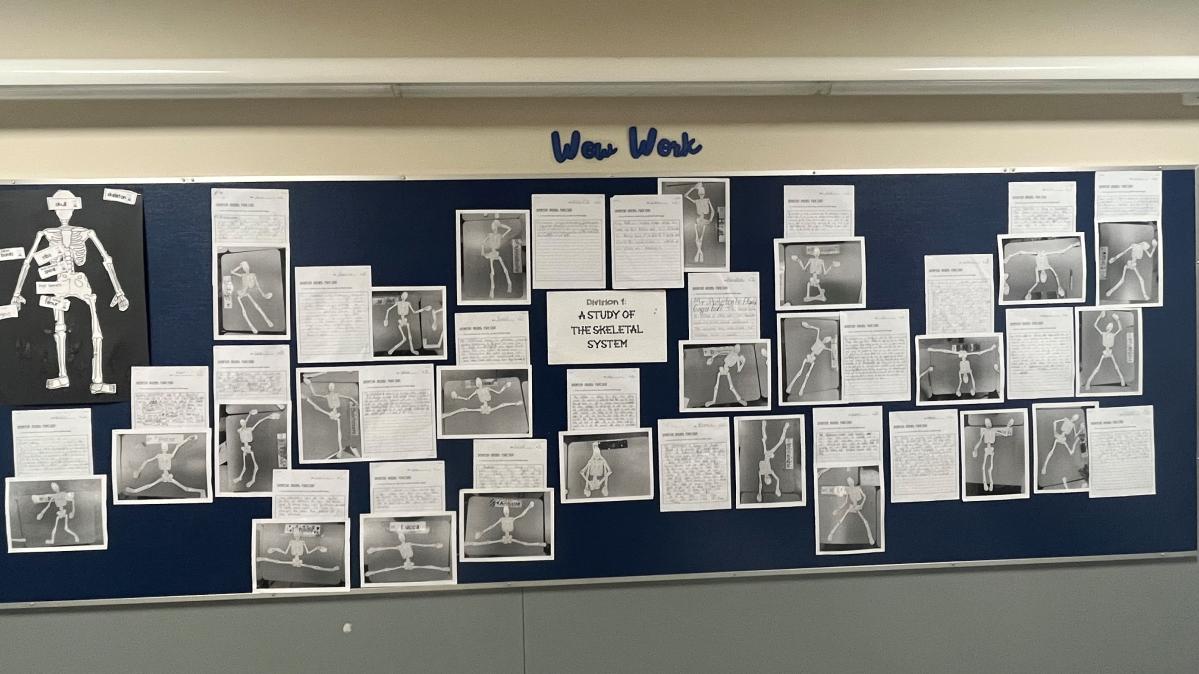 Div. 1 A study of the skeletal system