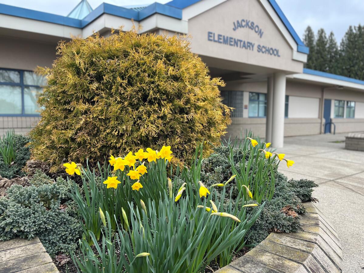 Spring Daffodils at Jackson Elementary